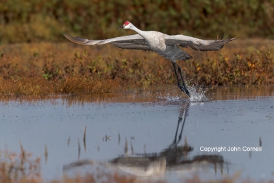 Crane;Flying-Bird;Grus-canadensis;Photography;Sandhill-Crane;action;active;aloft